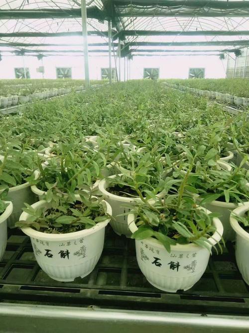 海南科技赋能新农商 海南省农林科技学校农商旅一体化实训基地的探索与实践